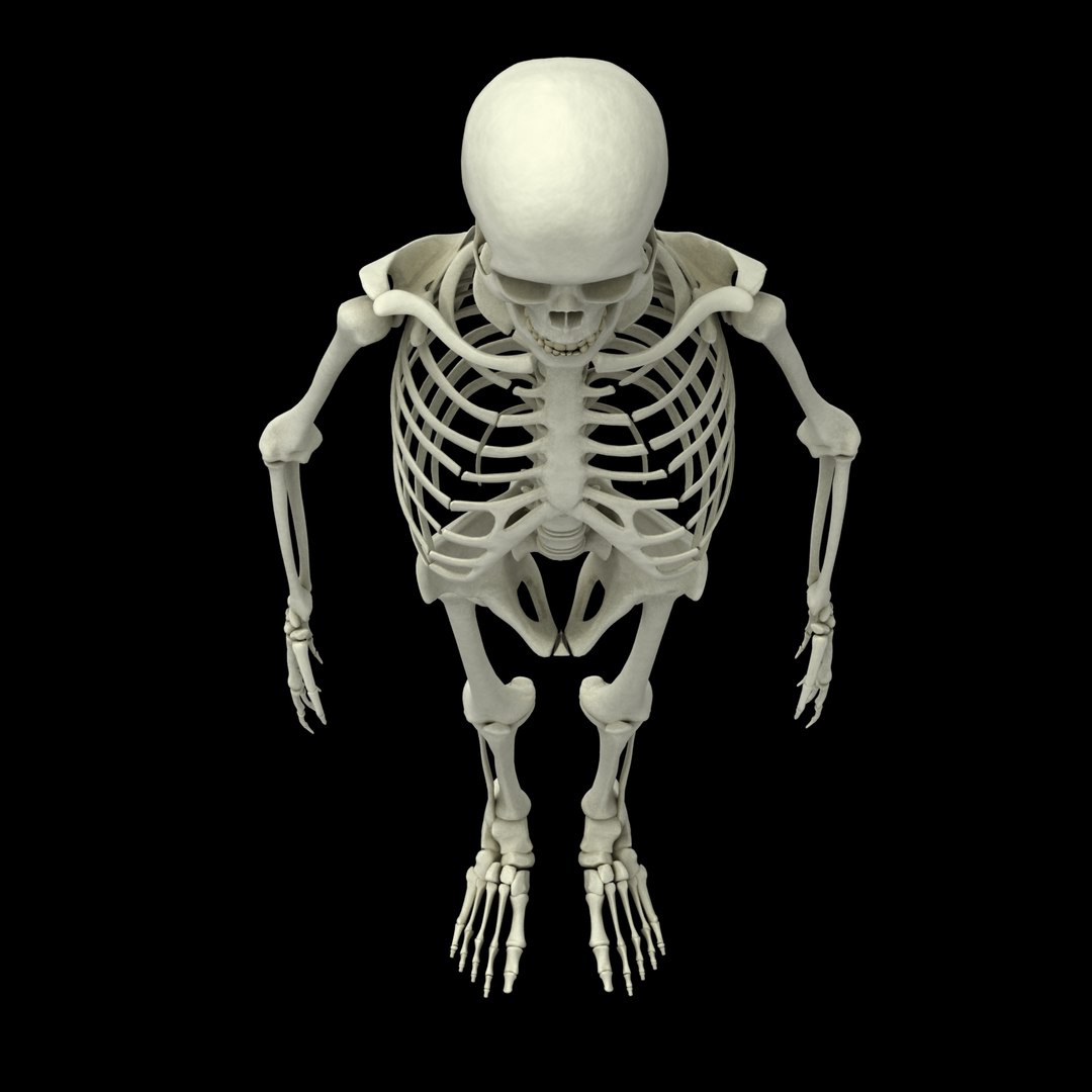 3d Model Skeleton Rigged