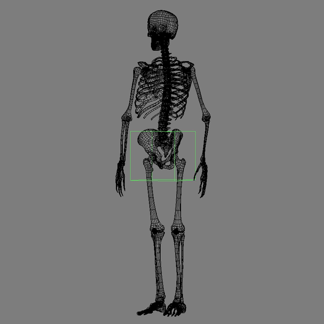 3d Model Skeleton Rigged
