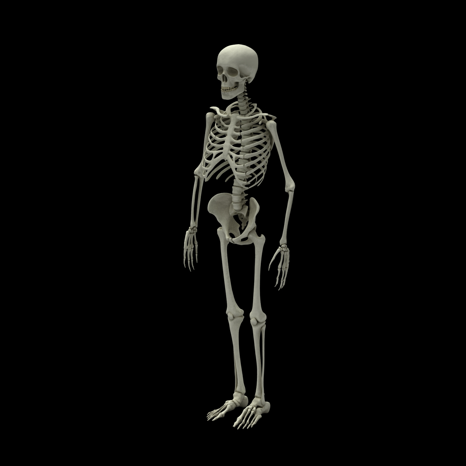 3d model skeleton rigged