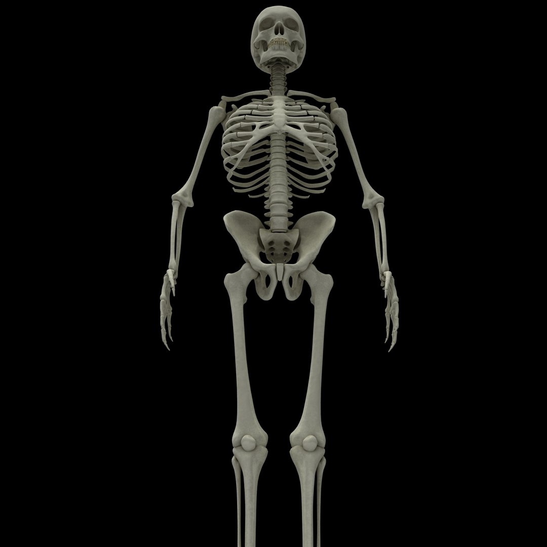 3d Model Skeleton Rigged