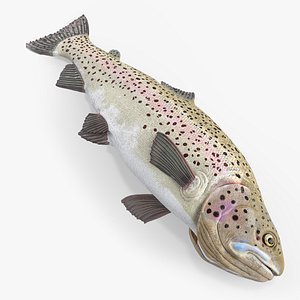 Spotted Rainbow Trout Lying Form 3D model