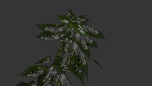 nettle snow