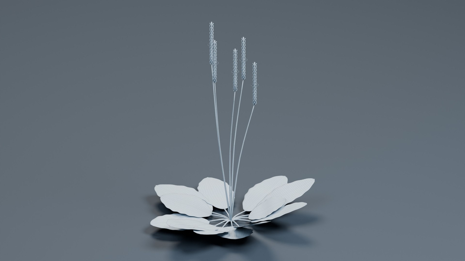 Broadleaf Plantain - Ribbed Rosette 3D - TurboSquid 2641933