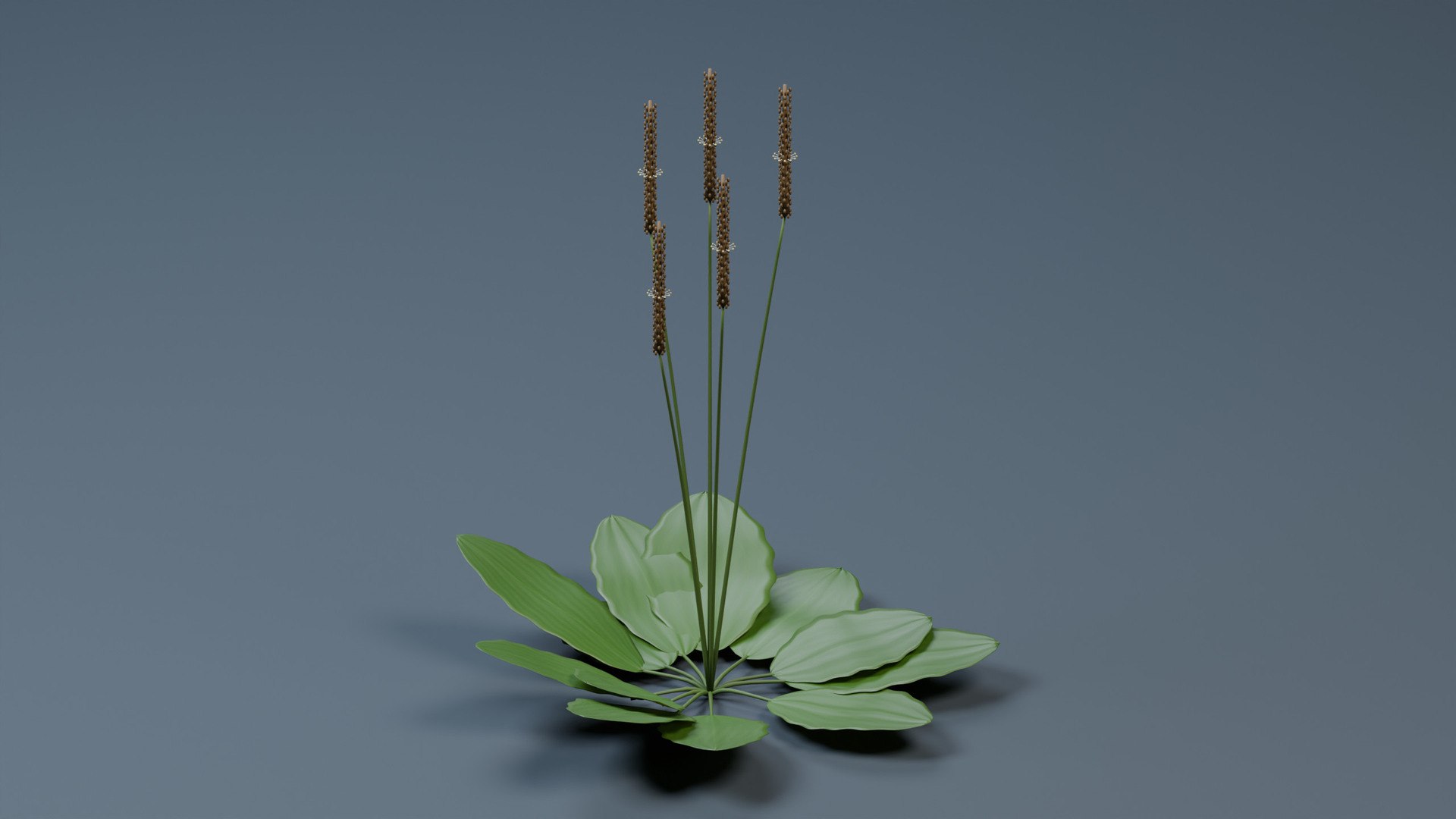 Broadleaf Plantain - Ribbed Rosette 3D - TurboSquid 2641933