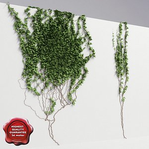 Wall with ivy V5