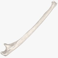 Real Human Ulna Bone 01 White