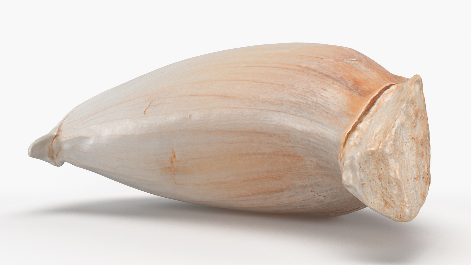 Garlic Clove 03 3D model https://p.turbosquid.com/ts-thumb/ko/ITpgh1/SZ/garlicclove03_b0010/jpg/1638385450/1920x1080/fit_q87/4863504a7687015a80967965d6611cf9b211c8d0/garlicclove03_b0010.jpg