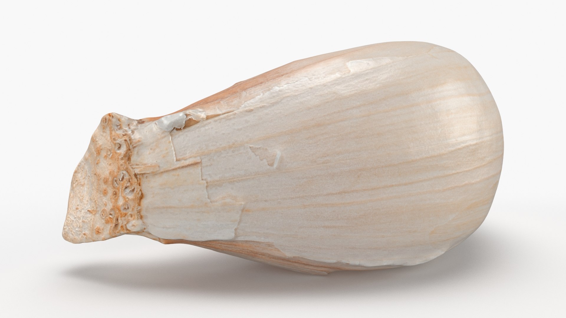Garlic Clove 03 3D model https://p.turbosquid.com/ts-thumb/ko/ITpgh1/WE/garlicclove03_b0004/jpg/1638385436/1920x1080/fit_q87/410207df0b81cb962c49d44939a8623cc1940662/garlicclove03_b0004.jpg