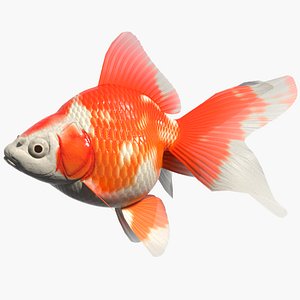 3d ryukin goldfish model