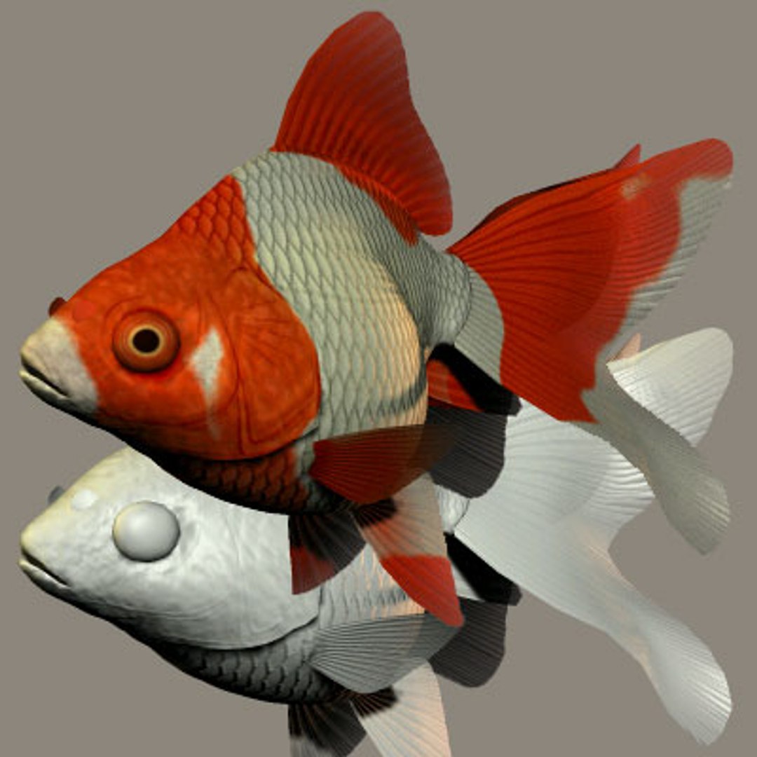 3d Ryukin Goldfish Model