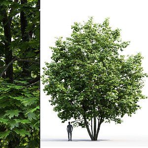 tree maple 3D