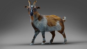 3D model Fur Goat 01 Rigged in Blender