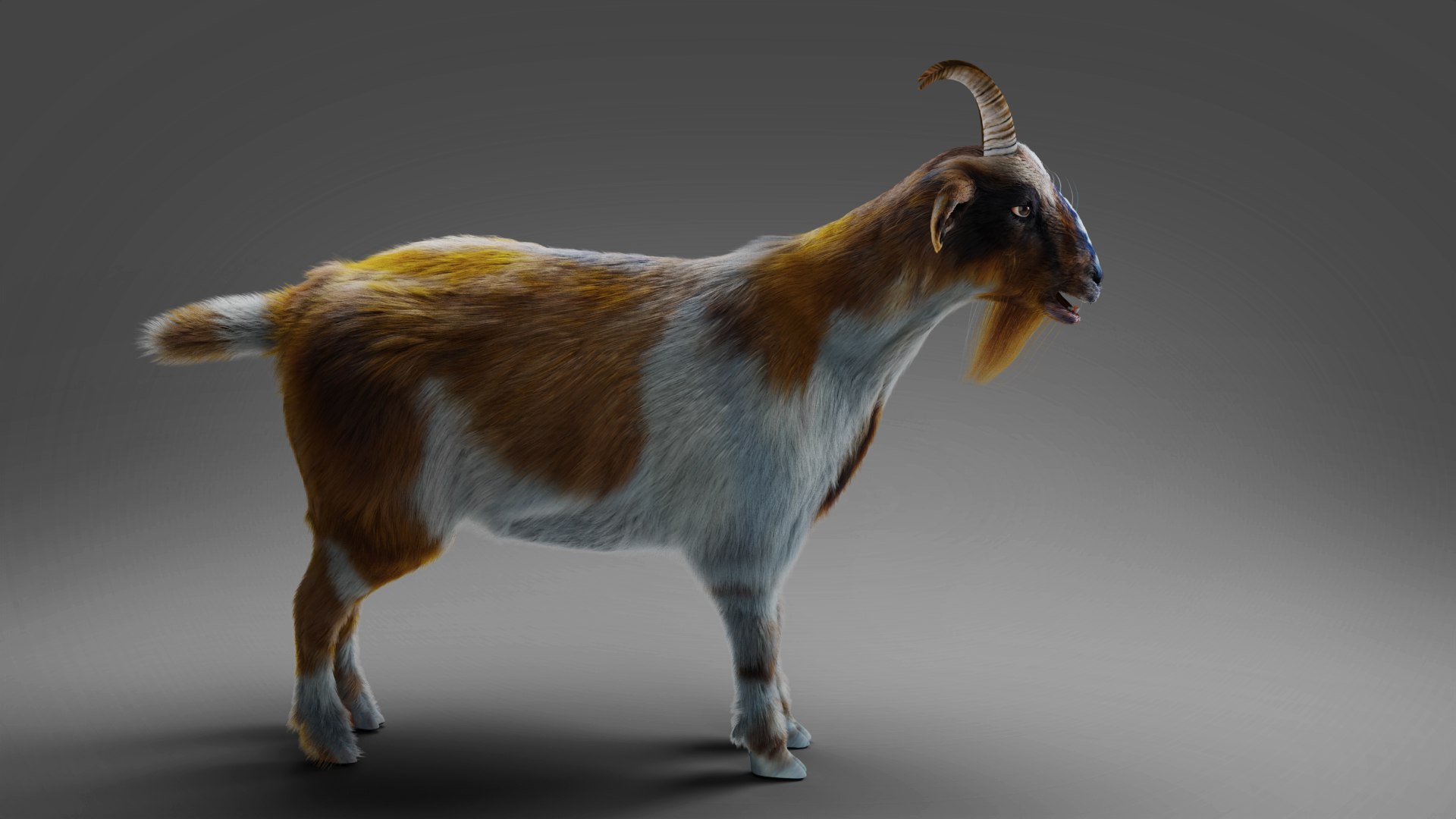 3D Model Fur Goat 01 Rigged In Blender - TurboSquid 1943376