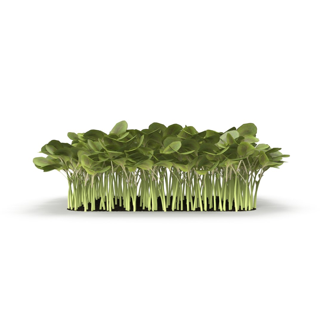 daikon radish 3D model https://p.turbosquid.com/ts-thumb/ko/bS9IMW/OWdGSDiy/daikonradish5/jpg/1588275323/1920x1080/fit_q87/afb6bb888e705bc00795bcd014f5febc2c3b99ca/daikonradish5.jpg