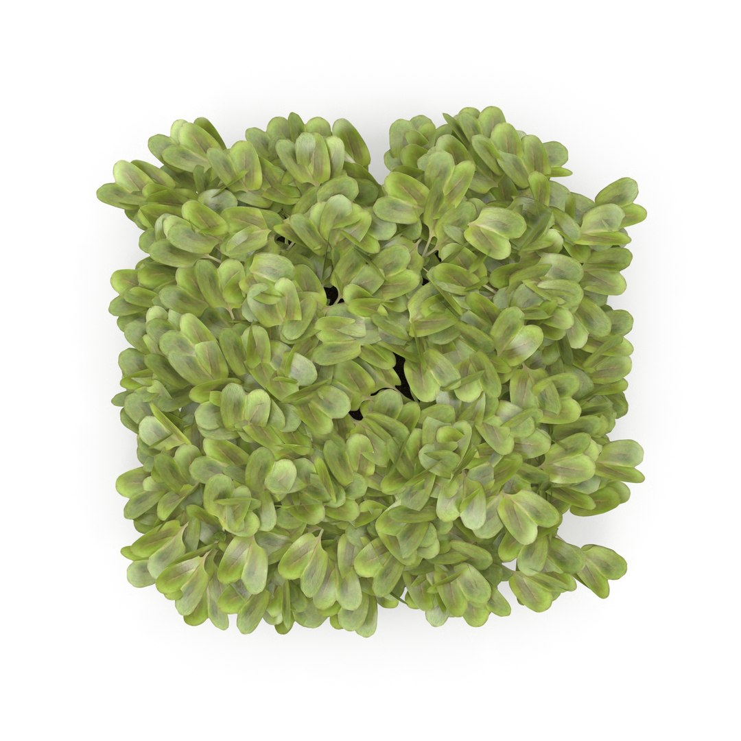 daikon radish 3D model https://p.turbosquid.com/ts-thumb/ko/bS9IMW/mapzp3e3/daikonradish/jpg/1588275323/1920x1080/fit_q87/5a390eebd3a7bb48f26128dd7ed27844b9bea892/daikonradish.jpg