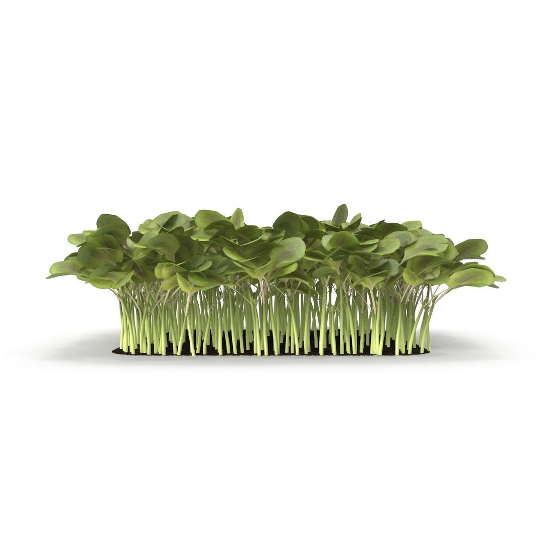 daikon radish 3D model https://p.turbosquid.com/ts-thumb/ko/bS9IMW/puMAMaLs/daikonradish4/jpg/1588275323/1920x1080/fit_q87/b42045fd5b4135527a8b3a993f01514432c78d1c/daikonradish4.jpg