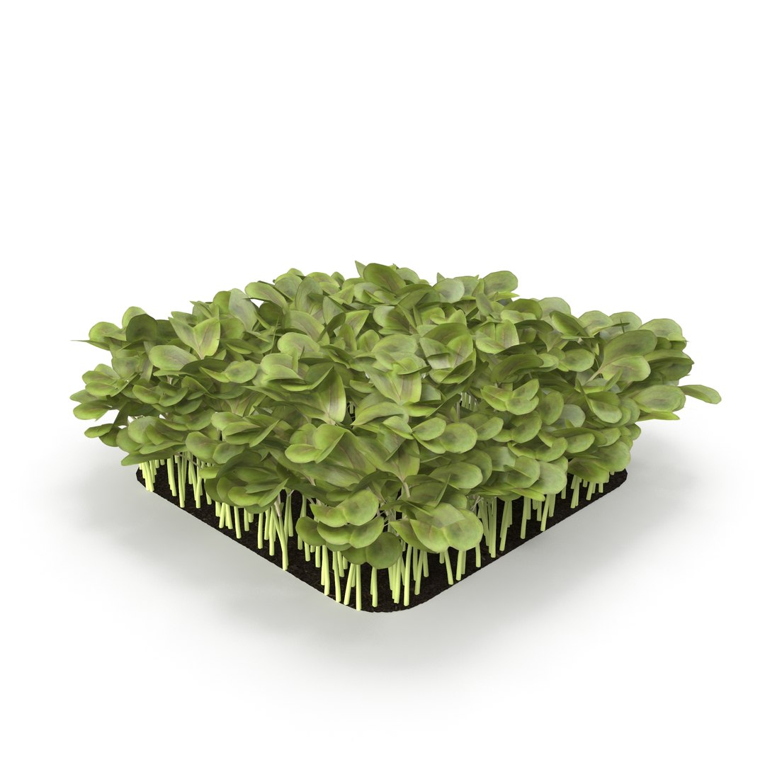 daikon radish 3D model https://p.turbosquid.com/ts-thumb/ko/bS9IMW/pwZ4DQLL/daikonradish3/jpg/1588275323/1920x1080/fit_q87/df03fb29293c30cf418b90114f2fcf915b8807dc/daikonradish3.jpg