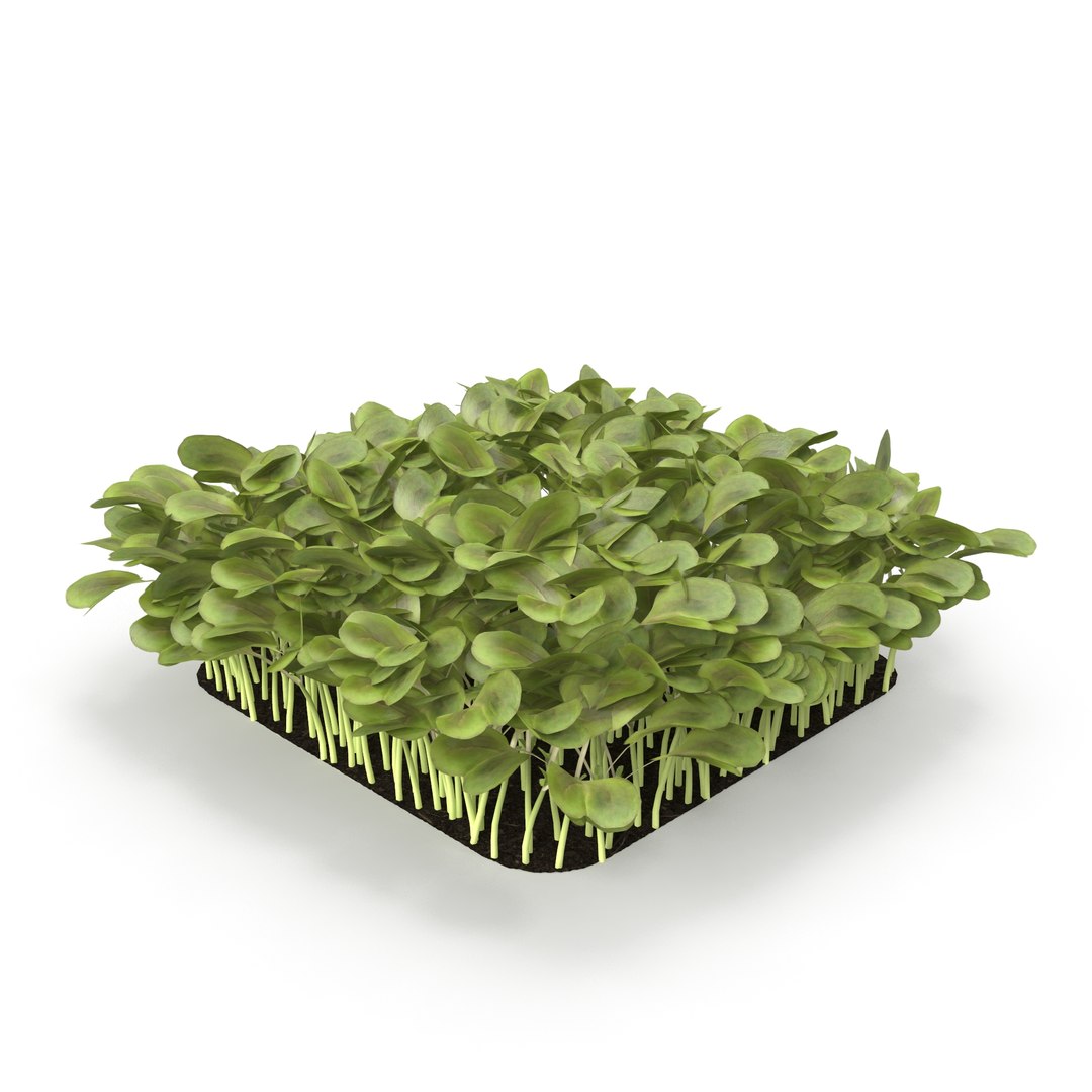 daikon radish 3D model https://p.turbosquid.com/ts-thumb/ko/bS9IMW/r3zqyXDK/daikonradish2/jpg/1588275323/1920x1080/fit_q87/3b674308f9299aaa99388c4aca380db57786cd9d/daikonradish2.jpg