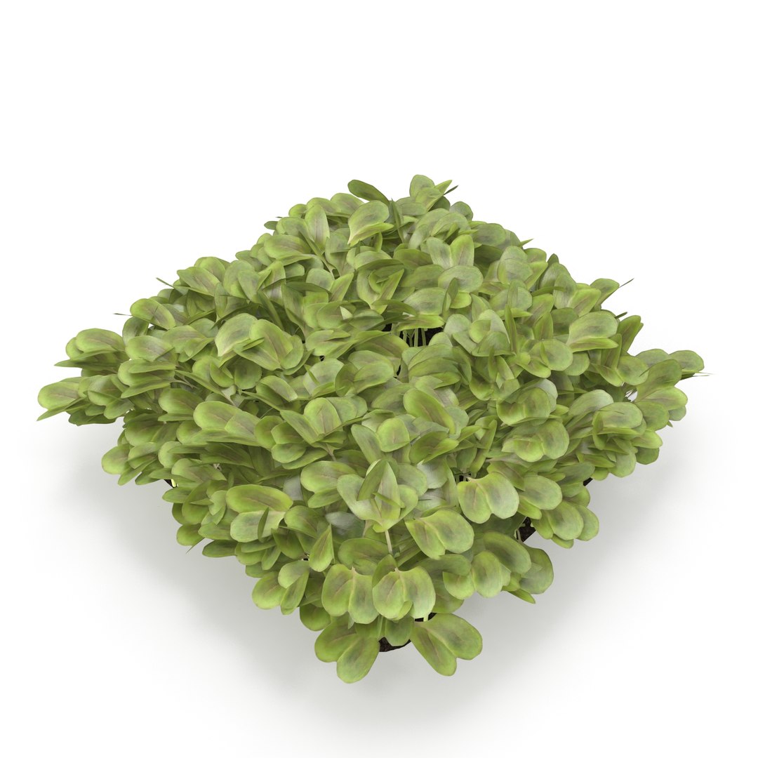 daikon radish 3D model https://p.turbosquid.com/ts-thumb/ko/bS9IMW/udYIA6XF/daikonradish1/jpg/1588275322/1920x1080/fit_q87/c80773c22f3244621d57fdc3894f4f4d5ab624ae/daikonradish1.jpg