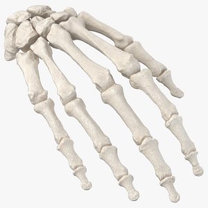 Human Hand Bones Anatomy 01 White