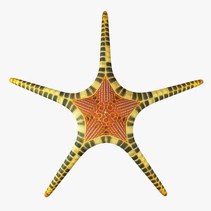 3d mosaic starfish