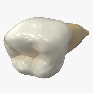 3D human teeth lower second model