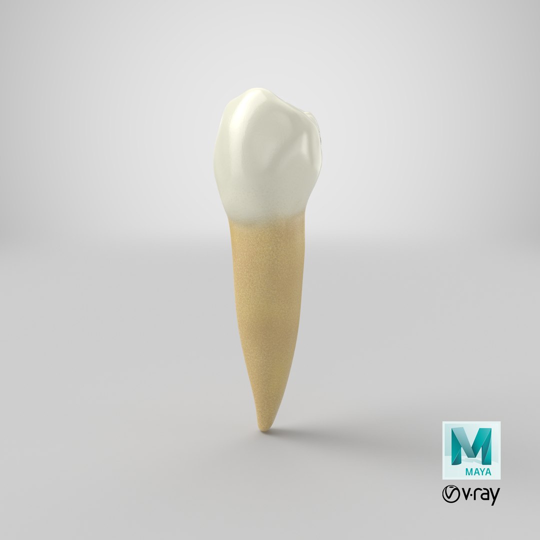 3D human teeth lower second model https://p.turbosquid.com/ts-thumb/ko/q3125K/Yj5lObUF/stemcell_maya_vray_render/png/1588853064/1920x1080/fit_q87/787b44f21bfad1d3a8dd46e63d5c49544461508e/stemcell_maya_vray_render.jpg