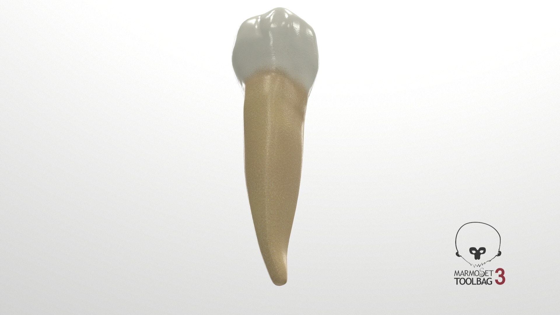 3D human teeth lower second model https://p.turbosquid.com/ts-thumb/ko/q3125K/yX8YUOcR/screenshot002/jpg/1588533195/1920x1080/fit_q87/9909a1409c6c73b7f73ce3bd4dc24be114f389a6/screenshot002.jpg