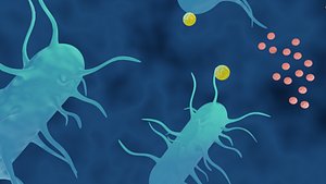 Bacteria