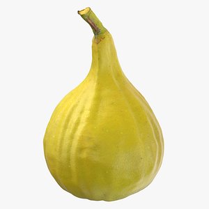 Common Fig Green 01