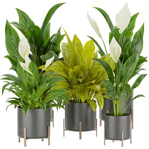 Collection plant vol 274 - indoor - peace - lily - 3dmax -fbx - obj 3D