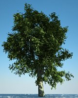 European Oak 01