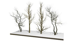 Bare trees