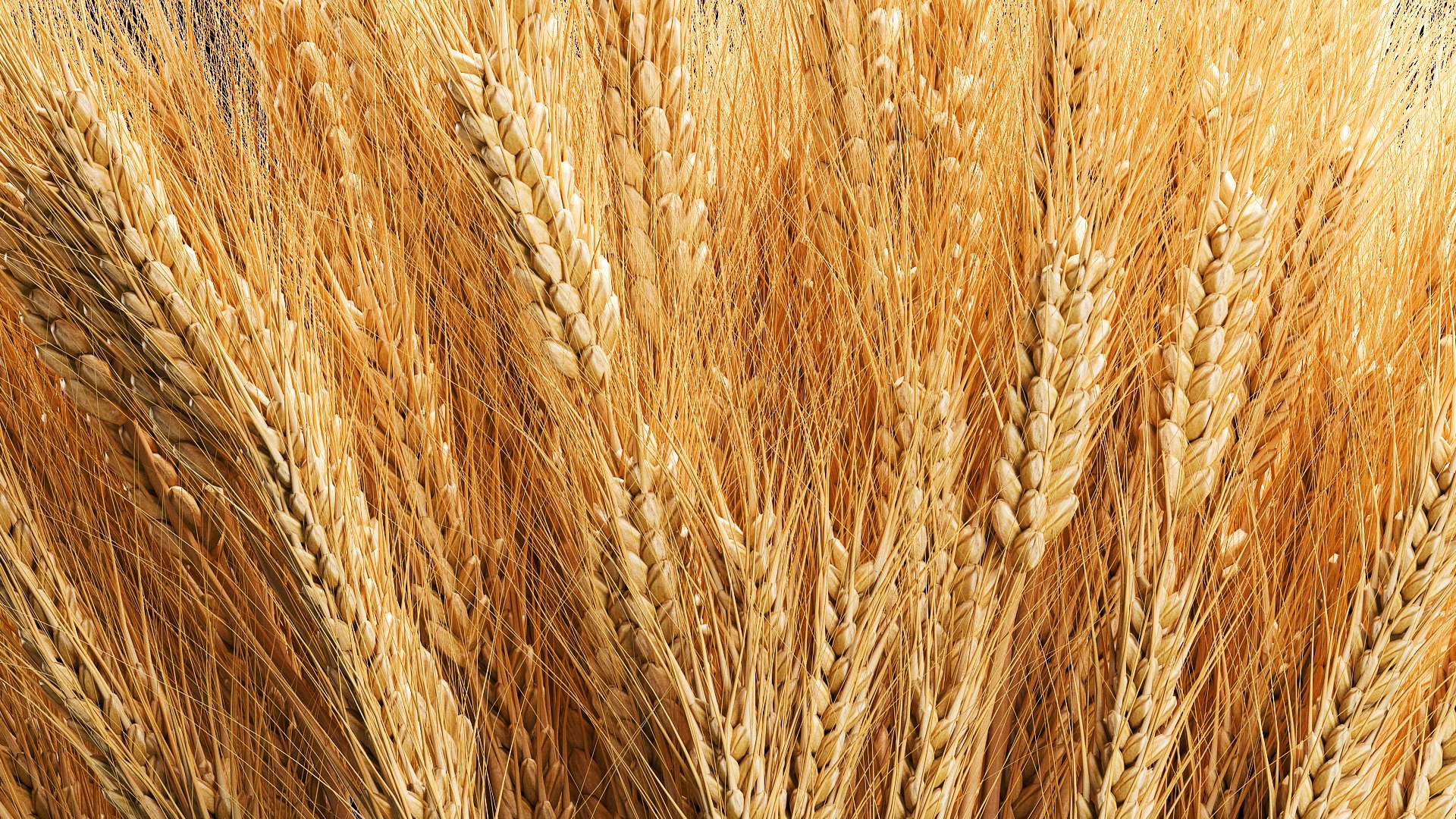 3D Bouquet of dried flowers from spikelets of wheat 287 https://p.turbosquid.com/ts-thumb/kp/96HzmR/Mx/1flowers2002202307/jpg/1677059322/1920x1080/fit_q87/894fdba924da25f8a1aa0e5862ae27854c98316d/1flowers2002202307.jpg