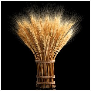 Bouquet of dried flowers from spikelets of wheat 287