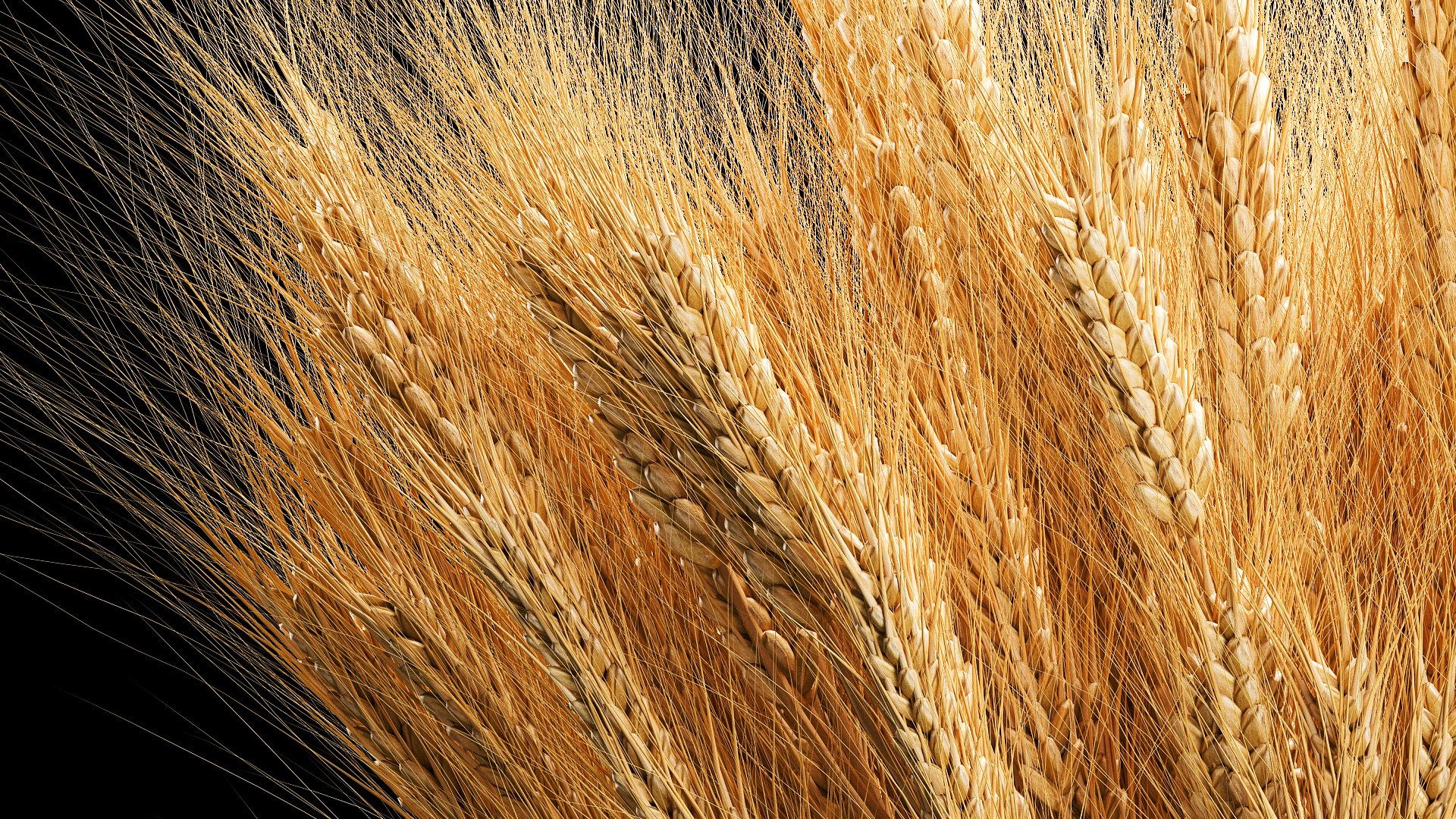 3D Bouquet of dried flowers from spikelets of wheat 287 https://p.turbosquid.com/ts-thumb/kp/96HzmR/j1/1flowers2002202305/jpg/1677059320/1920x1080/fit_q87/9774ac8e093cfe3980715e21b41b87913168c3b9/1flowers2002202305.jpg