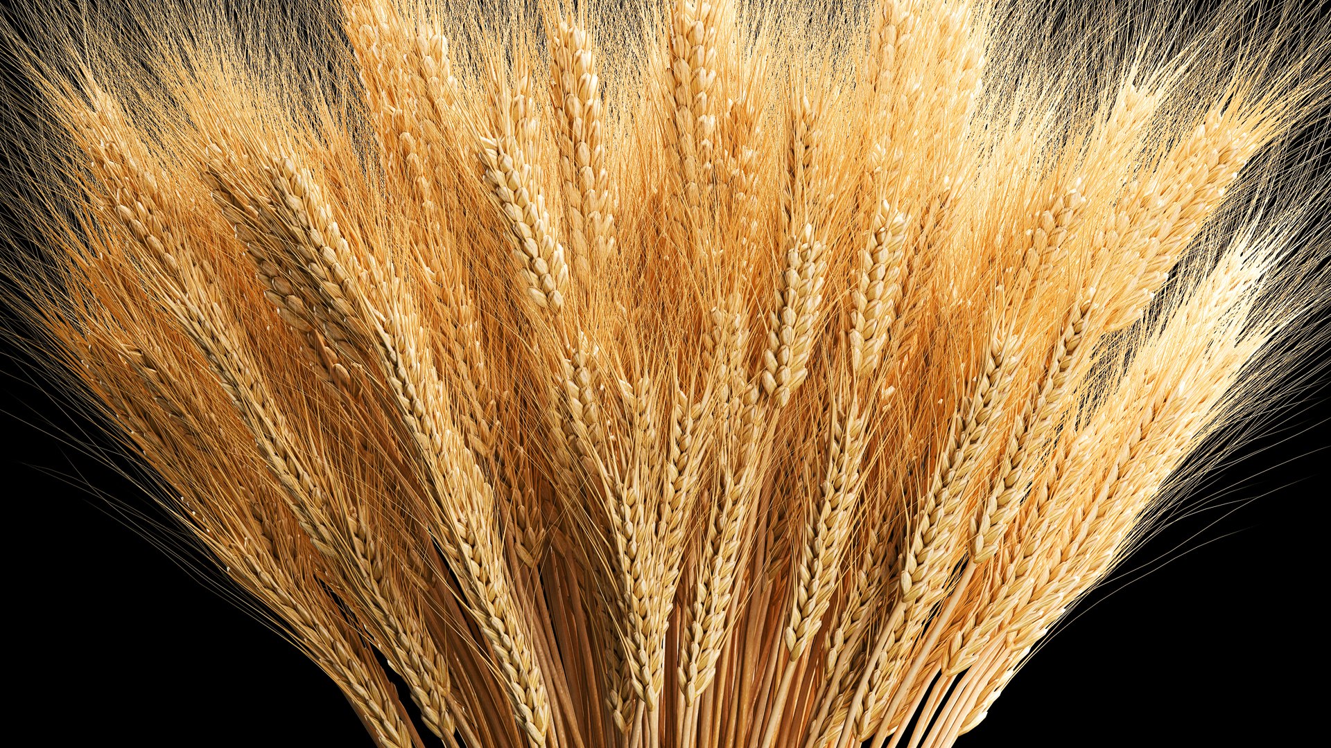 3D Bouquet of dried flowers from spikelets of wheat 287 https://p.turbosquid.com/ts-thumb/kp/96HzmR/vt/1flowers2002202304/jpg/1677059318/1920x1080/fit_q87/4d1deb0ae8bd339646a5dfbba582db855d75aa65/1flowers2002202304.jpg