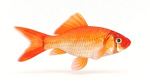 3D Goldfish Fish