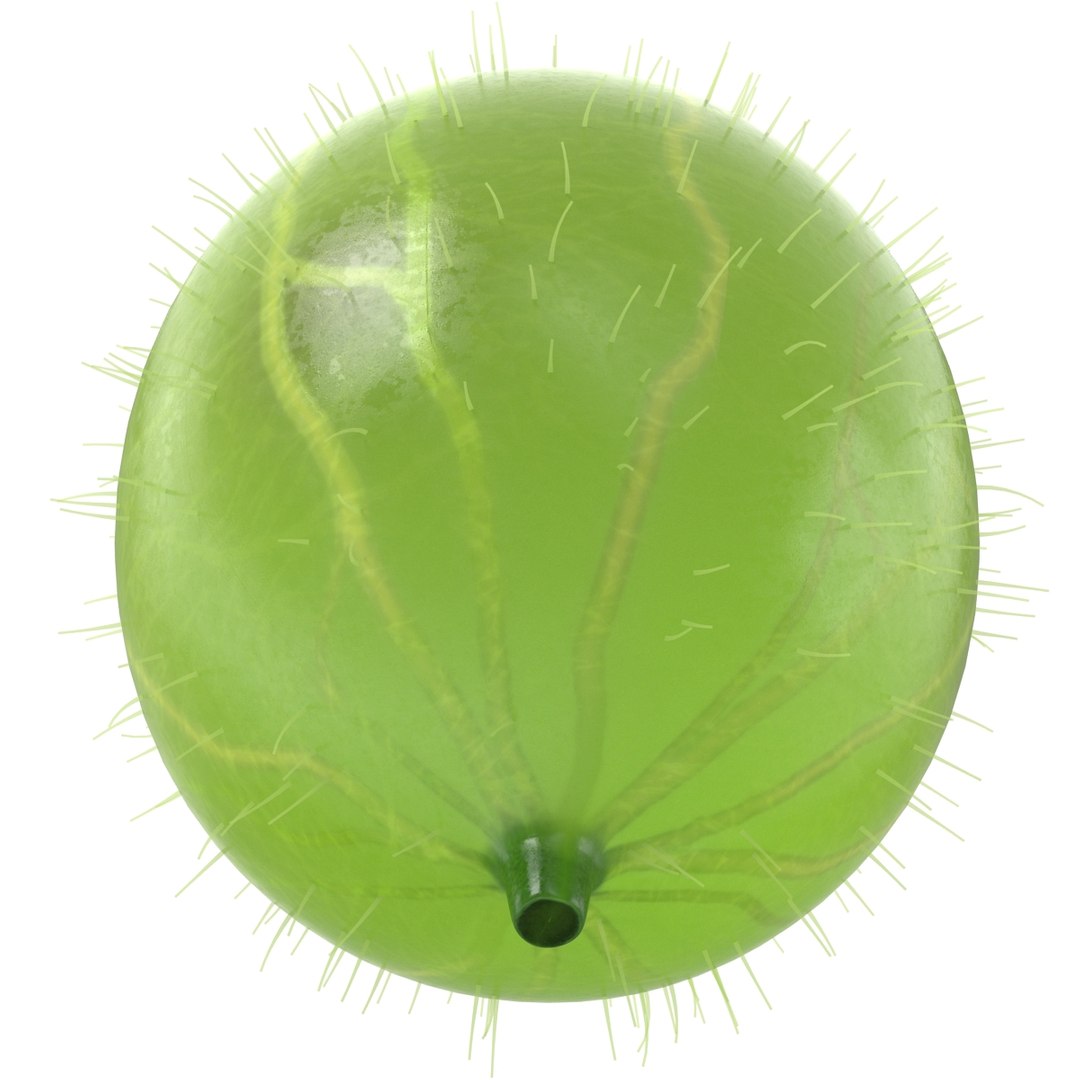c4d gooseberry berry https://p.turbosquid.com/ts-thumb/kp/NEiRXP/3kWpiqXb/005_gooseberry/jpg/1414699886/1920x1080/fit_q87/e8ae466aa07be049cbeb7f889b0683d5c1741801/005_gooseberry.jpg