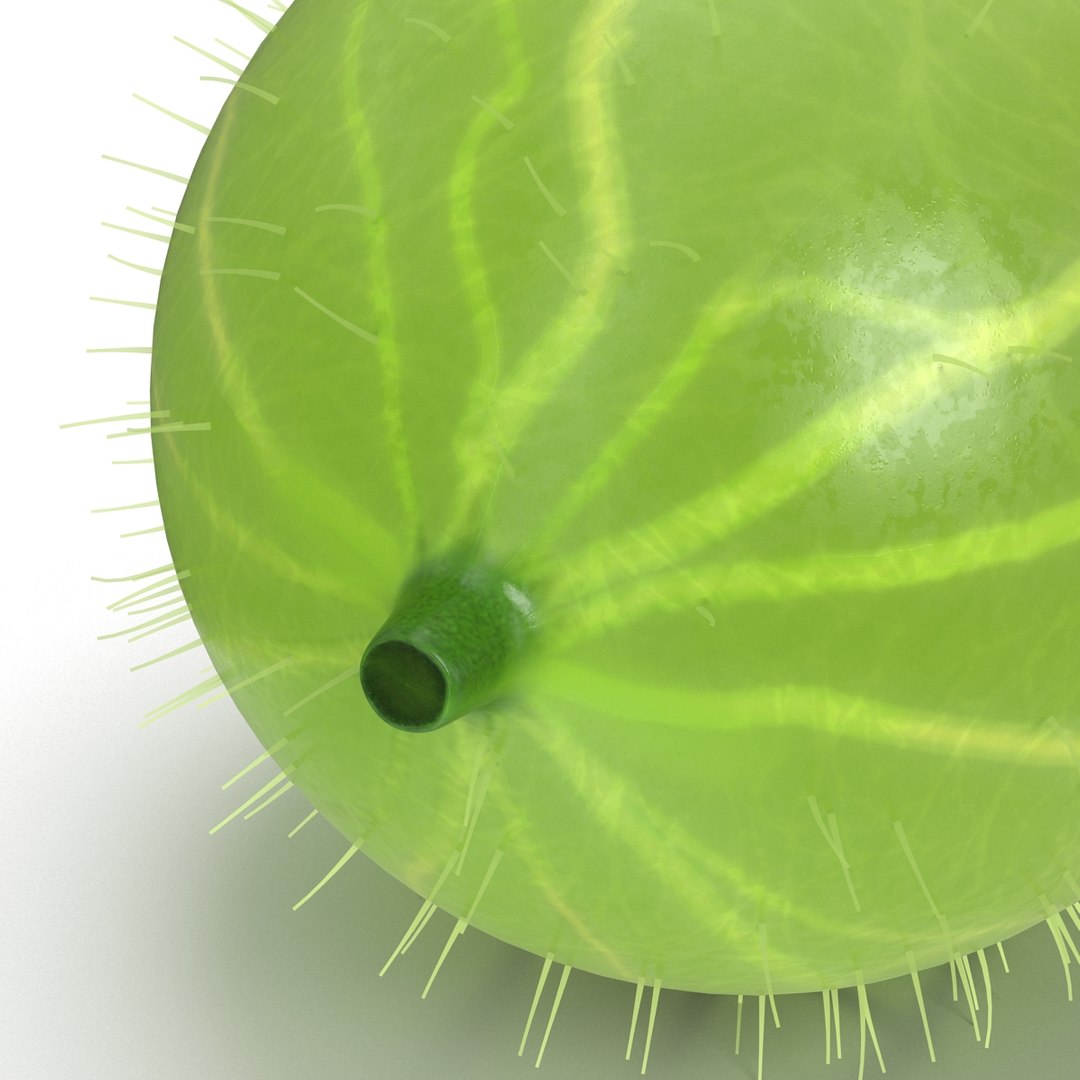 c4d gooseberry berry https://p.turbosquid.com/ts-thumb/kp/NEiRXP/XtuFwgdm/007_gooseberry/jpg/1414699919/1920x1080/fit_q87/df25c0194a43a48dabd649e2a0887d73256f39cc/007_gooseberry.jpg