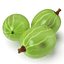 Gooseberry