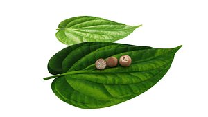paan leaves 3D model