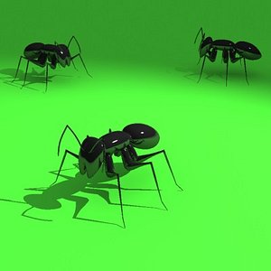 ants obj