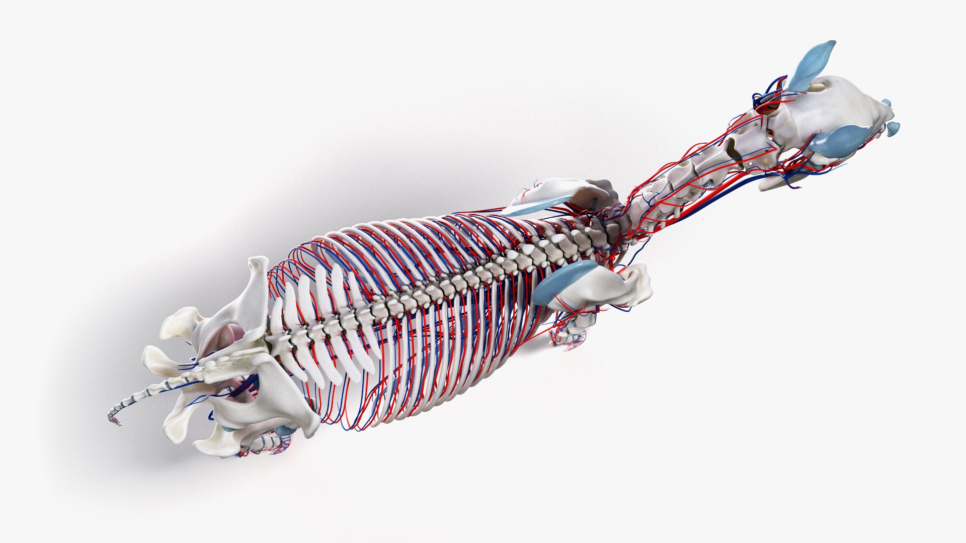 3D skin horse anatomy https://p.turbosquid.com/ts-thumb/kq/7AJ0G0/2he7ditJ/ts_horseanatomy_anatomy_skeleton_vasc0005/jpg/1568742087/1920x1080/fit_q87/d90a0c3e8d76bb5e46e8df4e7d2d047721e8730b/ts_horseanatomy_anatomy_skeleton_vasc0005.jpg