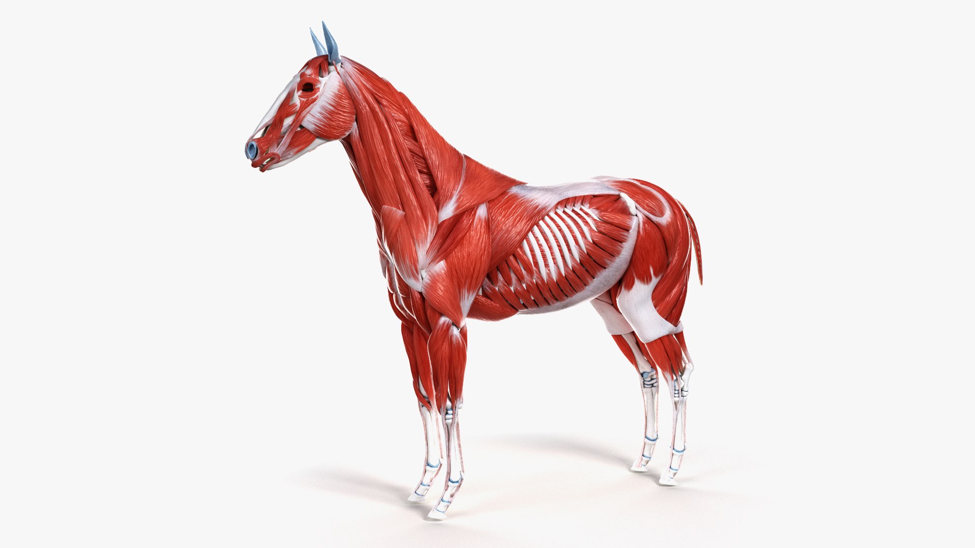 3D skin horse anatomy https://p.turbosquid.com/ts-thumb/kq/7AJ0G0/3QVgbOaN/ts_horseanatomy_muscle0003/jpg/1568741743/1920x1080/fit_q87/2a4c4a476c6f60a9e9b8413f2254eb1457b1cc38/ts_horseanatomy_muscle0003.jpg