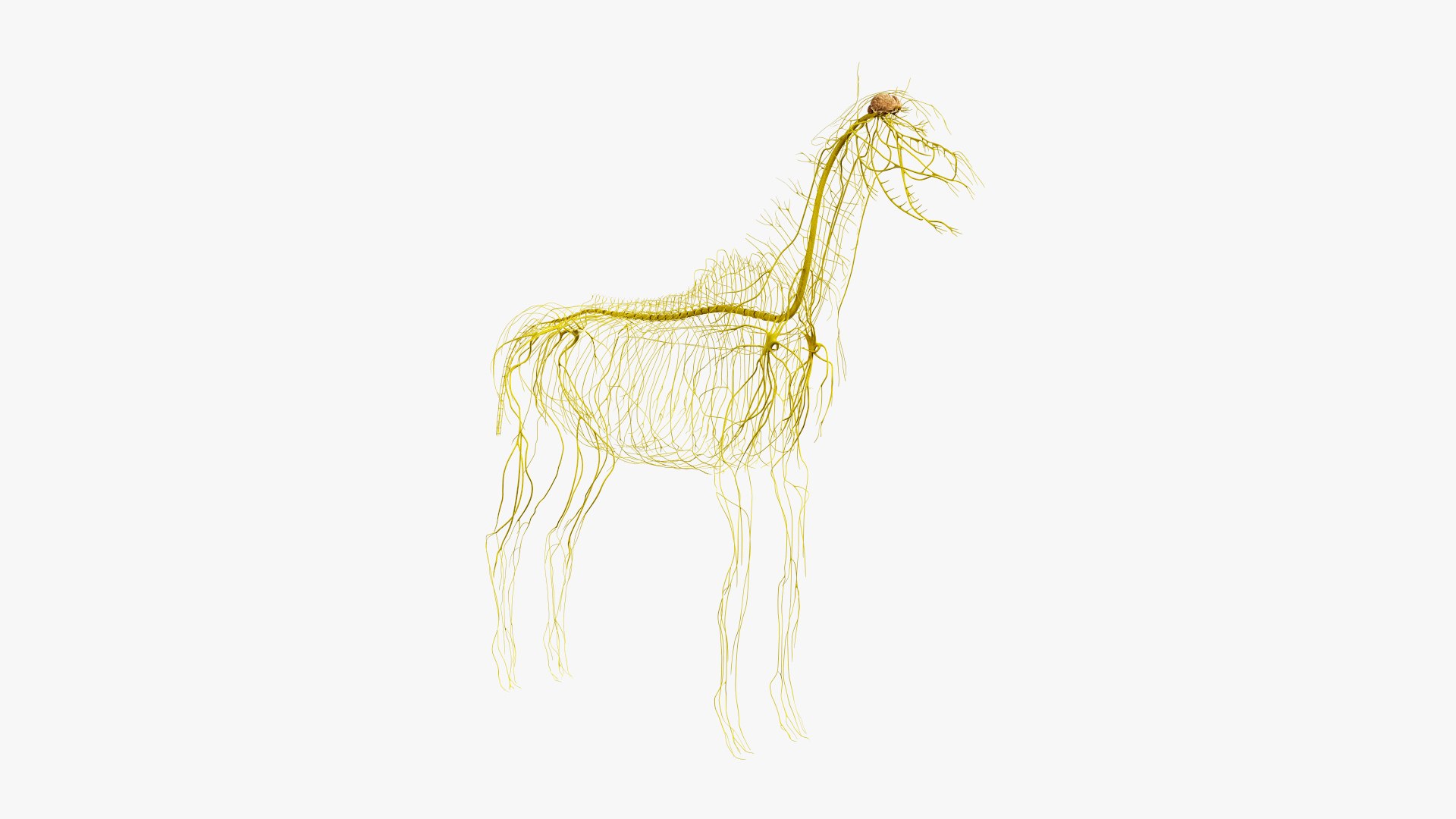 3D skin horse anatomy https://p.turbosquid.com/ts-thumb/kq/7AJ0G0/3jK69LFp/ts_horseanatomy_anatomy_nerves_s0001/jpg/1568741912/1920x1080/fit_q87/2df3bc9ebd5b2809386549445e3f9e20b8dd4edb/ts_horseanatomy_anatomy_nerves_s0001.jpg