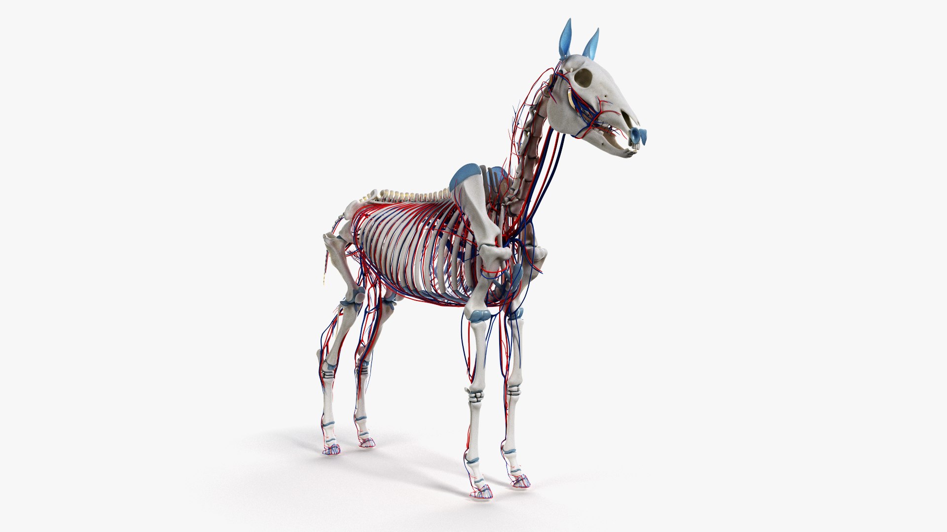3D skin horse anatomy https://p.turbosquid.com/ts-thumb/kq/7AJ0G0/5TdOcGwd/ts_horseanatomy_anatomy_skeleton_vasc0001/jpg/1568742087/1920x1080/fit_q87/d8216e4f09183c3f5a4cf693b9efac5a0d56d1aa/ts_horseanatomy_anatomy_skeleton_vasc0001.jpg
