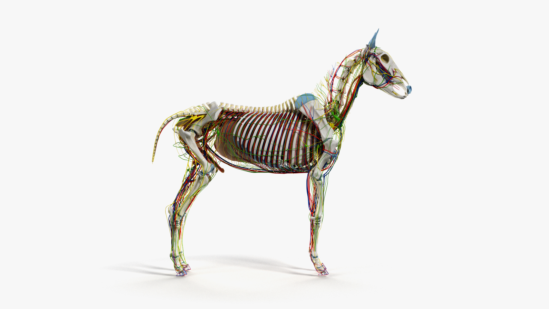 3D skin horse anatomy https://p.turbosquid.com/ts-thumb/kq/7AJ0G0/A7IGieNi/ts_horseanatomy_anatomy_turntable_all_b/jpg/1568728369/1920x1080/turn_fit_q99/e7b40b48c71563c18adfc4f494692817066cfe6d/ts_horseanatomy_anatomy_turntable_all_b-1.jpg