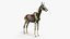 3D skin horse anatomy