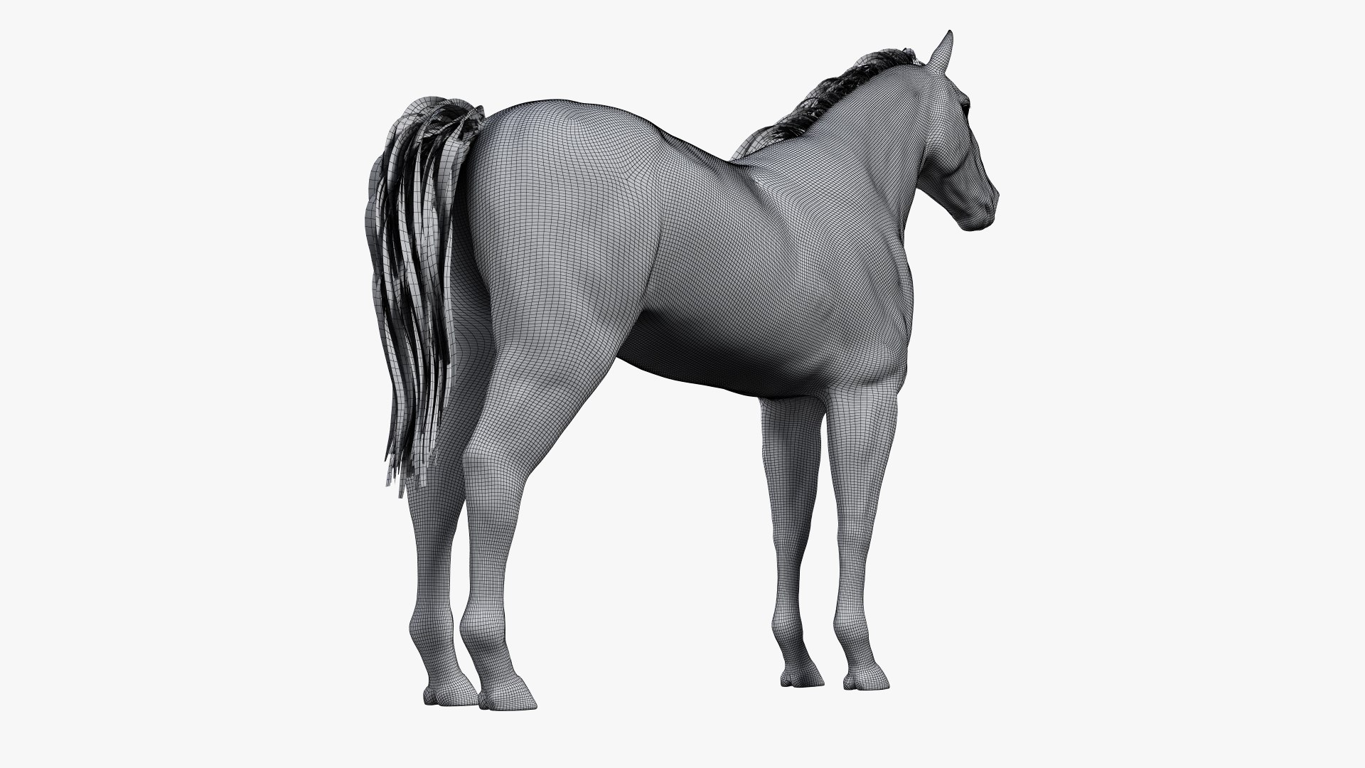 3D skin horse anatomy https://p.turbosquid.com/ts-thumb/kq/7AJ0G0/FGYFpwc8/ts_horseanatomy_body_wire0006/jpg/1568742358/1920x1080/fit_q87/15af230b03b9cb0fd87709be38fbcdb2309e8b7a/ts_horseanatomy_body_wire0006.jpg